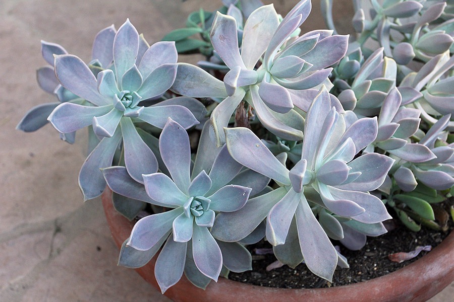 [110915_graptopetalum-paraguayense_02%255B2%255D.jpg]