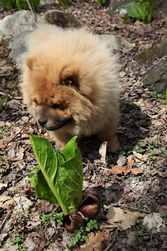 PU - this must be what they call skunk cabbage.