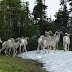 Bighorn.sheep.dscn4743