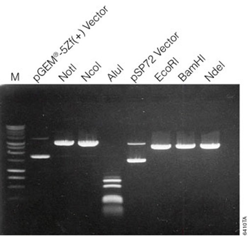 Restriction digestion gel Restriction digestion