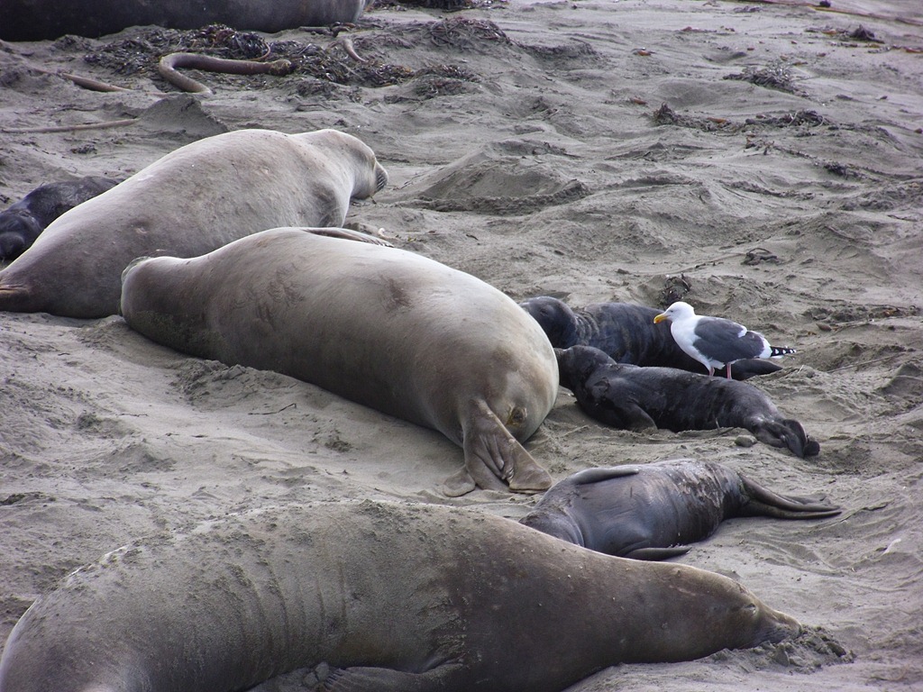 [Elephant-Seals-2012-0123.jpg]