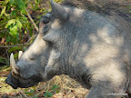 Chobe Nationalpark