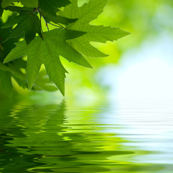 Leaves And Water
