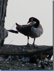 4388 Indiana - Chesterton, IN - view from our room at The Best Western Indian Oak - Canada goose at Chubb Lake