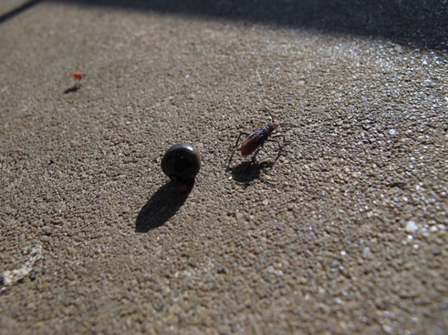 Seed  and bug shadows