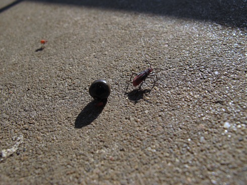 Seed and bug shadows Seed and bug shadows