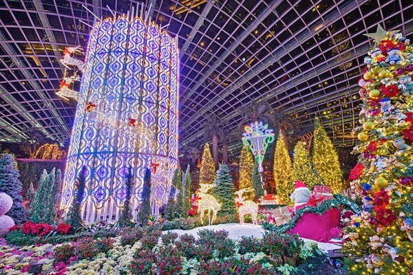 Yuletide in the Flower Dome Night