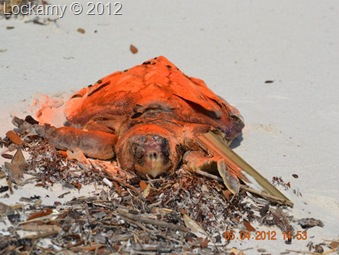 LaurelLockamyturtle0504122