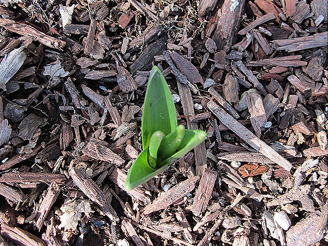 [Hyacinth_Jan%255B4%255D.jpg]