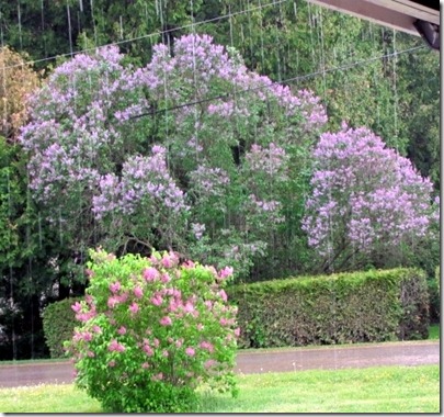 lilacs in the rain