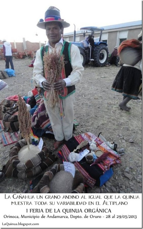 Variabilidad genética de la Cañahua-I Feria de la Quinua Orgánica - Orinoca, Sud Carangas, Oruro - Laquinua.blogspot.com Variabilidad genética de la Cañahua-I Feria de la Quinua Orgánica - Orinoca, Sud Carangas, Oruro - Laquinua.blogspot.com