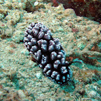 Nudibranch (Pemuteran, North Bali)