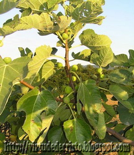 [plantas%2520da%2520biblia%255B5%255D.jpg]