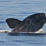 North atlantic right whale breaching