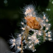Decorator Crab: Kepiting Dekorator Wisata Bunaken