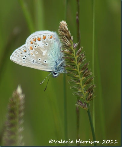 common-blue-butterfly