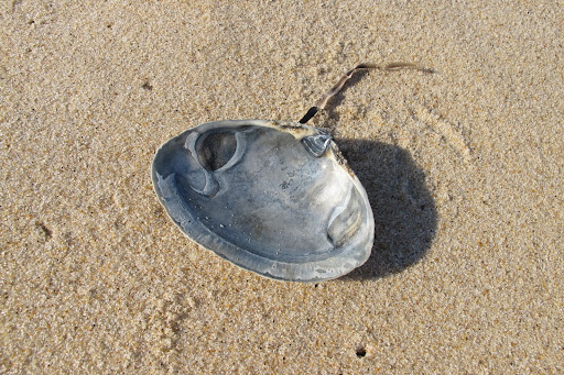 The shell of a bivalve is an exoskeleton, protecting the soft little creatures inside from predators and also from the harsh ocean life.