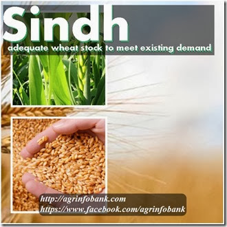 Sindh has adequate wheat stock to meet existing demand Sindh has adequate wheat stock to meet existing demand