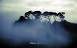 The Fog