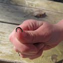 Millepede