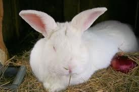 [rabbit%2520manure%255B2%255D.jpg]