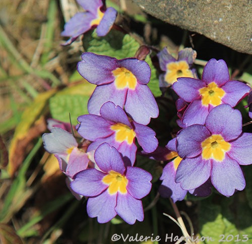 [primroses%255B2%255D.jpg]