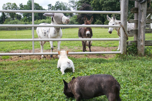 Billie, you are a spotted donkey and we should register you with The American Council of Spotted Asses! Yes, there really is such a thing! Billie, you are a spotted donkey and we should register you with The American Council of Spotted Asses! Yes, there really is such a thing!