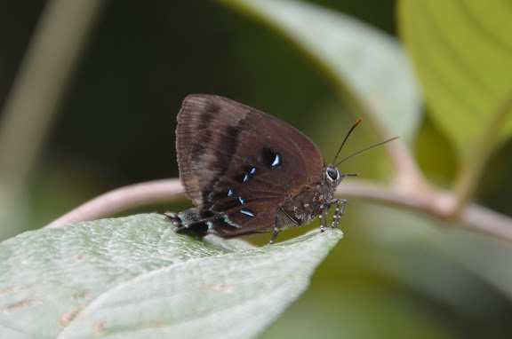 Thecla lisus STOLL, 1790, femelle (ou bien : T. phegeus ou T. viresco). Piste Coralie (Guyane). 26 novembre 2011. Photo : M. Belloin