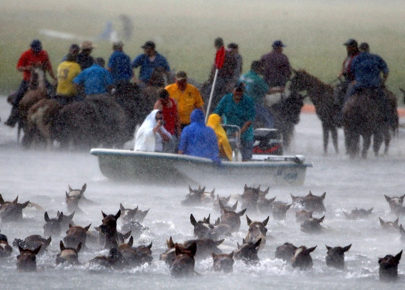 chincoteague-pony-swim-2