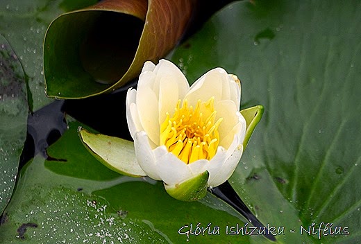 Glória Ishizaka - flores 94