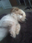 A dog who is in REM sleep often twitches, wiggles 
and woofs a bit.