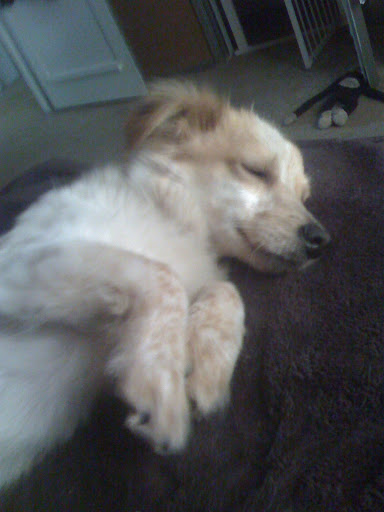 A dog who is in REM sleep often twitches, wiggles 
and woofs a bit.
