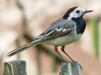 Motacilla_alba_alba_cropped