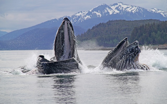 [whale%2520fixed%255B3%255D.jpg]