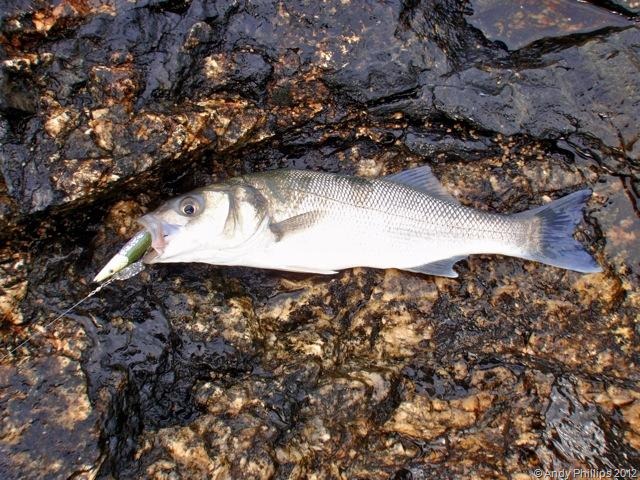 [Cornwall%2520Fishing%25202012_15%255B2%255D.jpg]