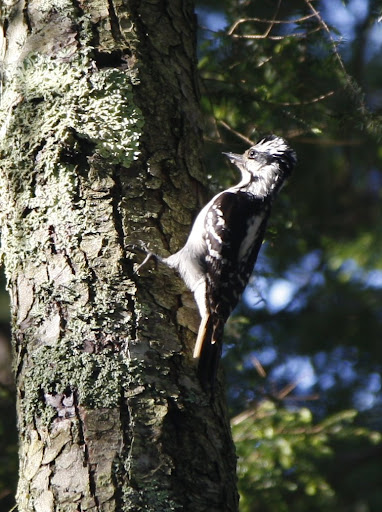 It's not too peaceful now with this woodpecker pecking.  We can't figure out how woodpeckers can stand all that racket that they make pecking wood.