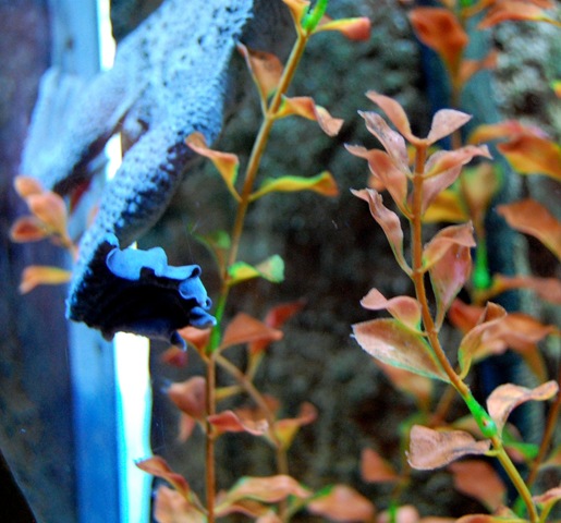 [aquarium20%255B2%255D.jpg]