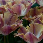 DSC_0714.jpg