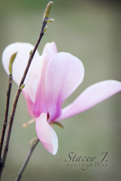 [Spring%25202012%2520002%2520copy%255B4%255D.jpg]
