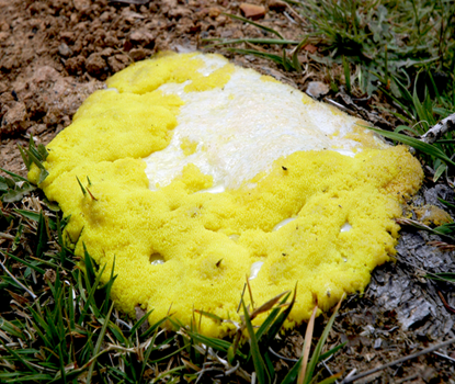 Slime Mold  jamur lendir