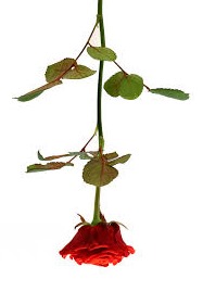 [ROSA%255B11%255D.jpg]