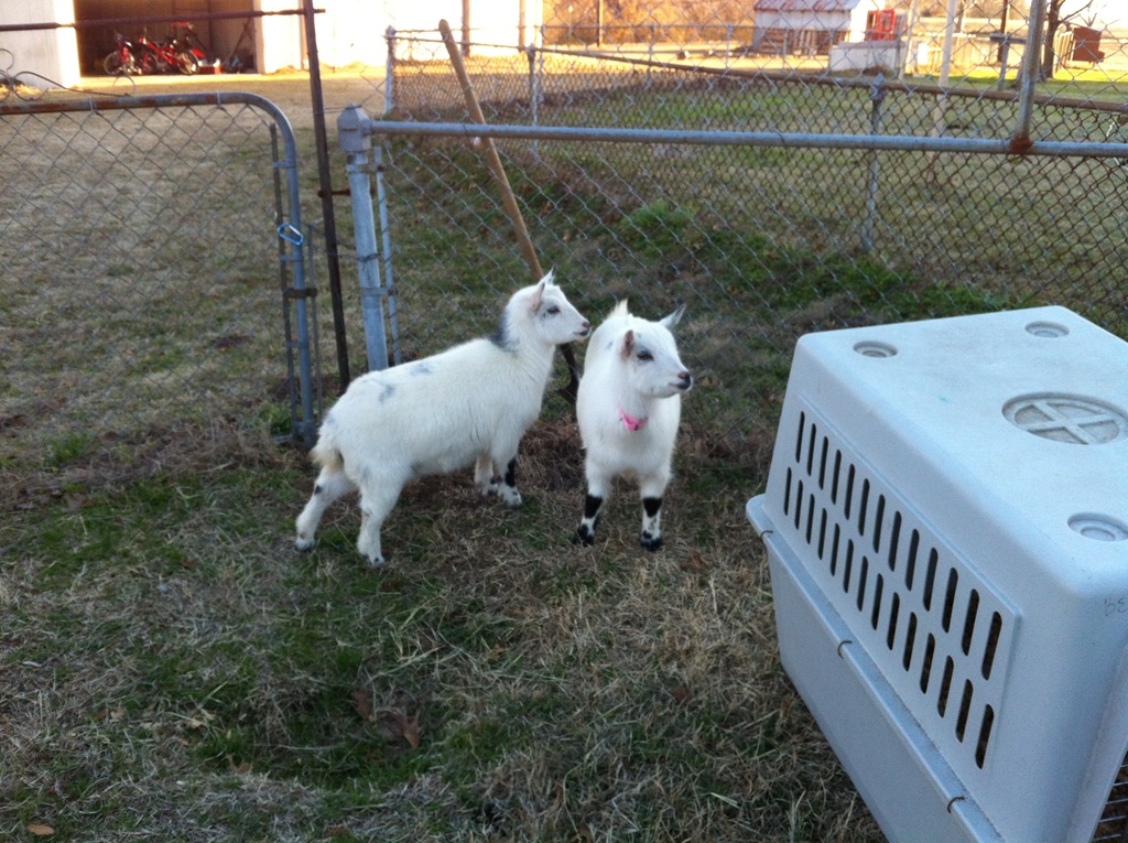 [petunia-and-primrose3.jpg]