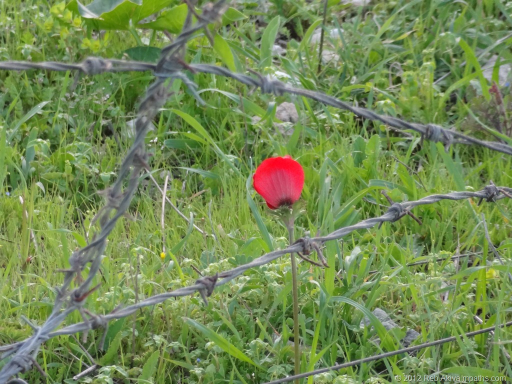 [2012-02-05%2520Flower%2520Hill%2520Akiva%2520Haviva%2520009%255B15%255D.jpg]