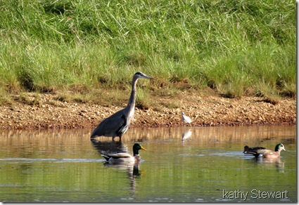 Heron, Mallard, Wigeon, Teal and Yellowlegs