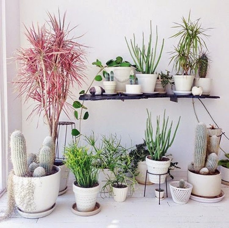 indoor plants