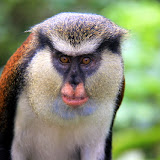 Mona Monkey - St. George's, Grenada