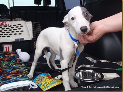 whippet with blue eyes
