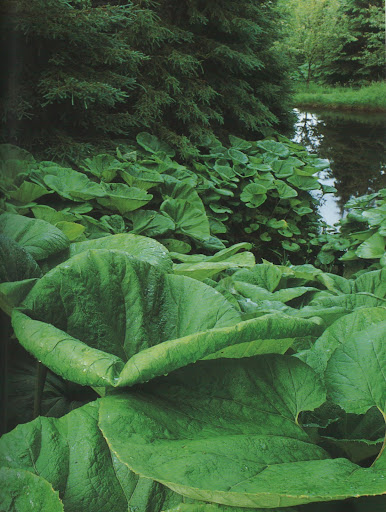 The color of this sea of Petasites japonicus is magnificent.