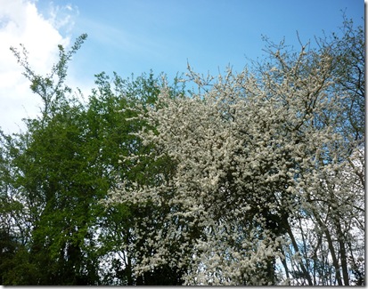 blossom on lapworth flight