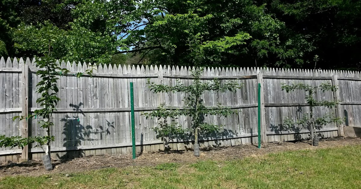 Italian Gardening: Espaliered Fruit Trees Year 2